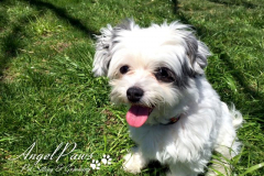 angel-paws-gallery-image-01