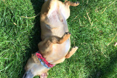angel-paws-gallery-image-02