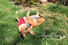 angel-paws-gallery-image-03