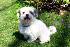 angel-paws-gallery-image-04