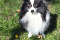 angel-paws-gallery-image-05