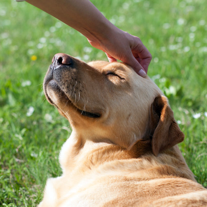 photo of hand petting dog